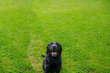 A black labrador smiling at the camera with deep green grass background