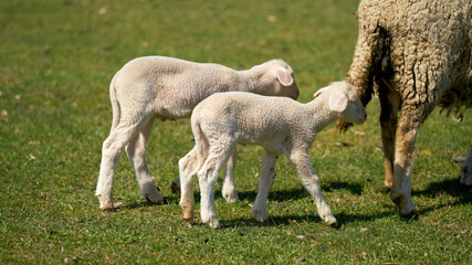 Obraz na płótnie Canvas young newborn lambs on a meadow in the Herrenkrugpark in Magdeburg go after the mother animal 