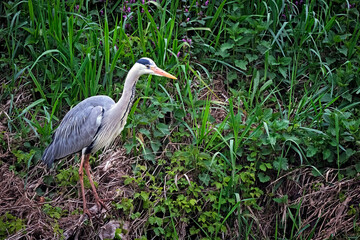 Graureiher ( Ardea cinerea ).