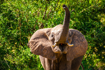 Elephant 