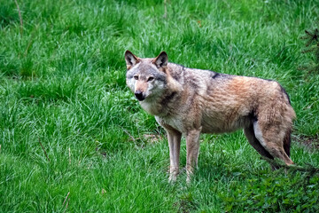 Europäischer Wolf ( Canis lupus ).