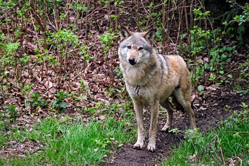 Europäischer Wolf ( Canis lupus ).