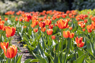 Group of Orange tulips with stamens and pestle is on a blurred green background