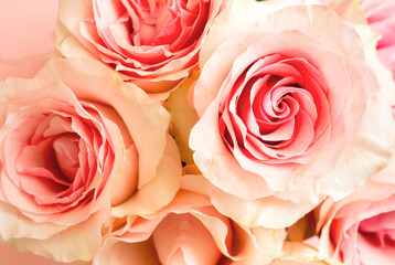 Modern floral background. Biophilic design or colors of nature. Close-up of rose petals. Mood Boosting Color.