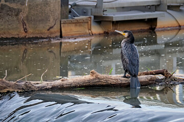 Kormoran ( Phalacrocorax carbo ).