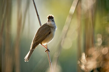 Drosselrohrsänger ( Acrocephalus arundinaceus ).