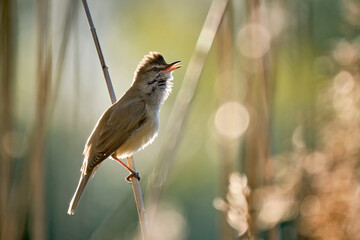 Drosselrohrsänger ( Acrocephalus arundinaceus ).