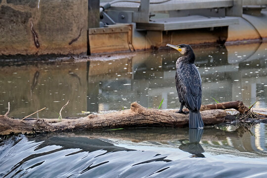 Kormoran ( Phalacrocorax carbo ).