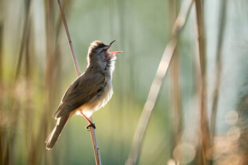 Drosselrohrsänger ( Acrocephalus arundinaceus ).