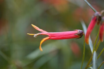 Mexican bush lobelia, Lobelia laxiflora