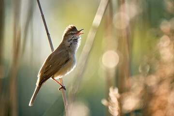Drosselrohrsänger ( Acrocephalus arundinaceus ).