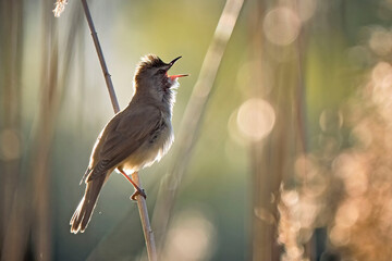 Drosselrohrsänger ( Acrocephalus arundinaceus ).