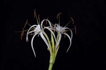 Flower of the Spider lily Hymenocallis harrisiana