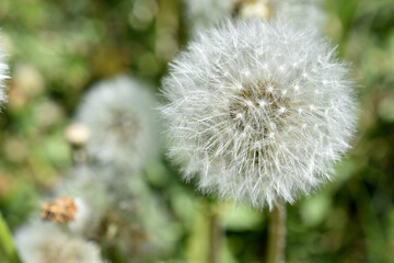 Aerial dandelion with seeds in the afternoon close-up