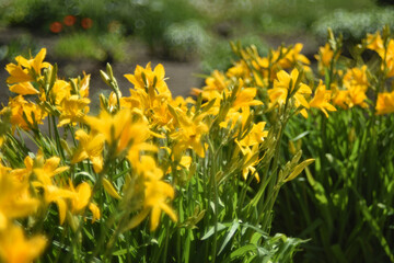 Yellow daylily flowers blurred by bokeh lens