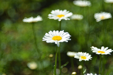 Fototapeta premium White chamomile flowers in a clearing in the summer afternoon