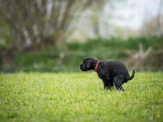 Black miniature schnauzer dog with red collar pooping on lawn, blurry bushes in background