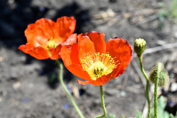 Fototapeta na wymiar Red poppy flowers close up in the garden