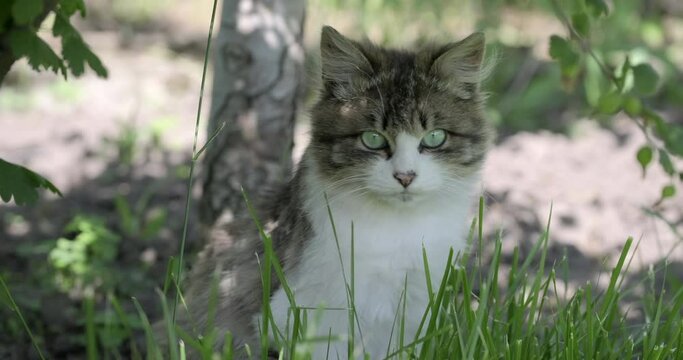 Portrait of beautiful white and gray fluffy cat.  Cute cat with big green eyes and long whiskers looks at camera and relaxes. Close up, macro, slow motion, outdoors