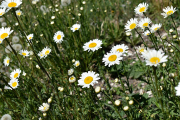 Fototapeta premium White chamomile flowers in a clearing in the summer afternoon