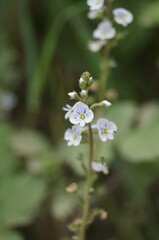 Ordinary beauty of flora