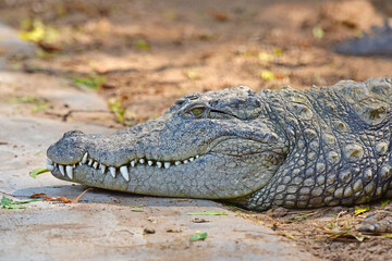 Portrait of a Mugger - the Indian crocodile (Crocodylus palustris) in a Crocodile park