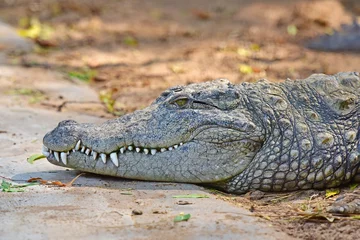 Wandcirkels tuinposter Portrait of a Mugger - the Indian crocodile (Crocodylus palustris) in a Crocodile park © ajayptp