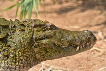 Portrait of a Mugger - the Indian crocodile (Crocodylus palustris) in a Crocodile park