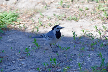 White wagtail chick in the garden close-up