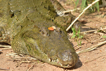 Portrait of a Mugger - the Indian crocodile (Crocodylus palustris) in a Crocodile park