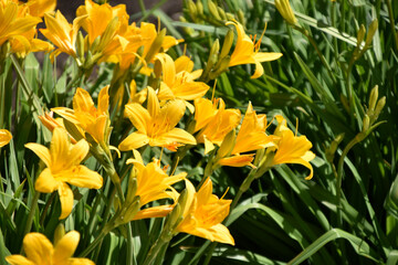 Yellow daylily flowers in the garden close-up