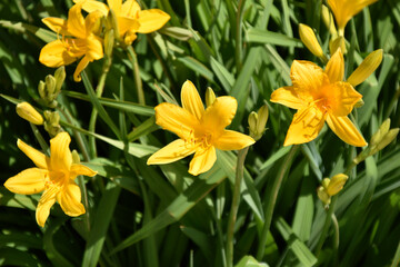 Obraz premium Yellow daylily flowers in the garden close-up