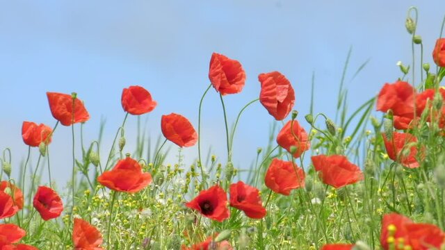 Red Poppy Flowers in wild nature on blue sky background, close-up. Beautiful wildflowers on green field in full bloom against sunlight. Wind sways poppies. Concept of Memorial Day, slow motion