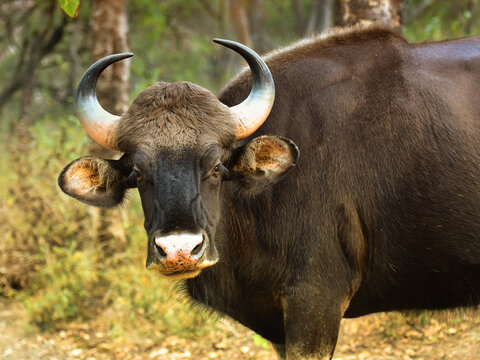 Portrait of a female adult Gaur (Indian bison, Bos gaurus) in its natural  habitat Stock Photo | Adobe Stock