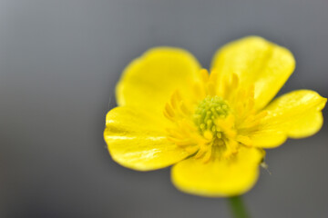 Yellow Buttercup flowers (Latin Ranúnculus, from Latin rana — 