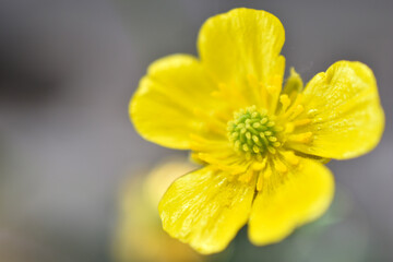 Yellow Buttercup flowers (Latin Ranúnculus, from Latin rana — "frog") is a genus of annual or perennial herbaceous plants in the Buttercup family (Ranunculaceae).