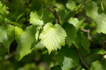 Leaves of a Turkish hazel, Corylus colurna