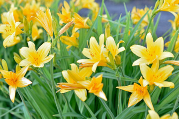 Obraz premium Yellow daylily flowers in the garden close-up