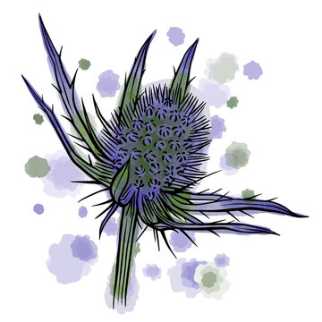   Hand drawn vector of eryngo isolated on white background. Stock illustration of exotic flower. Sea holly with watercolor background and spots.