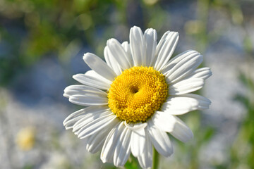 White daisy shot close up in the afternoon