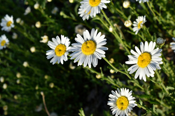 White chamomile flowers in a clearing in the summer afternoon