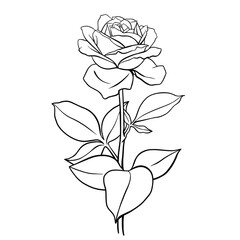 Hand drawn vector of  rose flower isolated on white background. Stock illustration of garden plant  in line sketch style  for coloring pages.