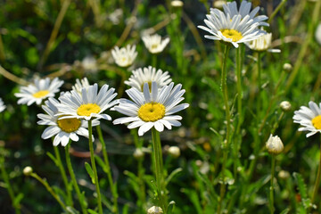 Fototapeta premium White chamomile flowers in a clearing in the summer afternoon