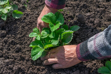 Male hands planting green plant of strawberry on bright sunlight seasonal works in garden. Young strawberry plant preparing to plant