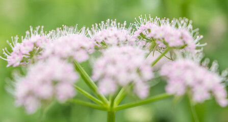 pink flower