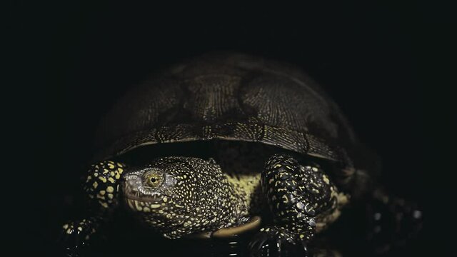 footage of turtle dark background