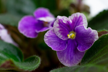 Macro photo of african violet flower saintpaulia  in lilac tones and colors with yelliw core close...