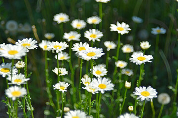 Fototapeta premium White chamomile flowers in a clearing in the summer afternoon