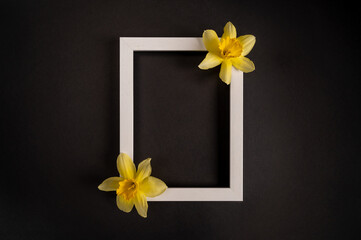 Beautiful yellow narcissus flowers and photo frame on a black background. Top view, copy space.