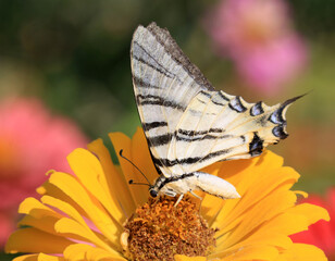 Obraz premium Schmetterling auf Blüte/Blume